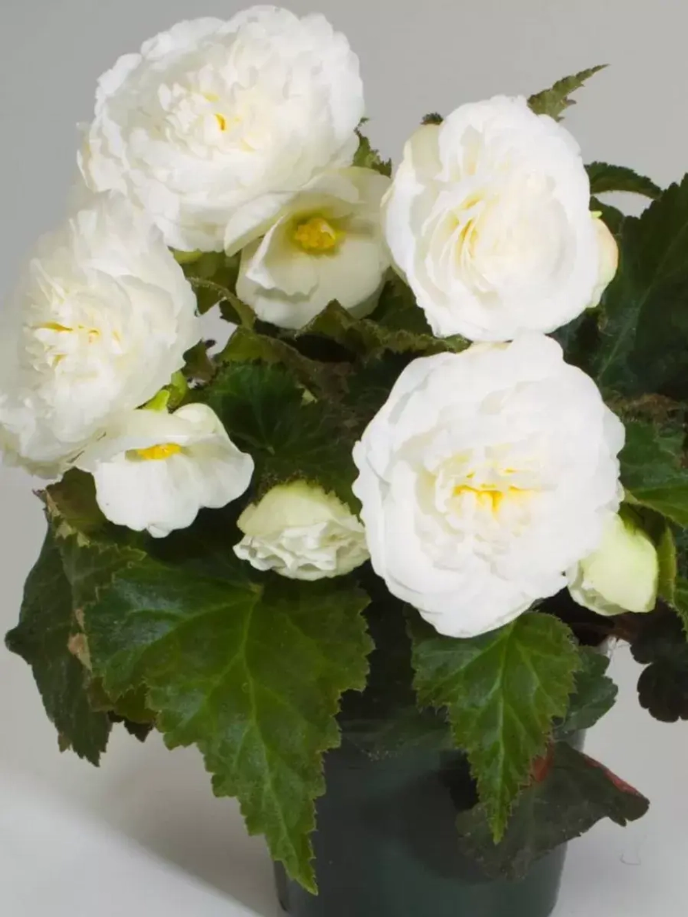 Семена Бегония Фортун F1 Вайт виз Роуз