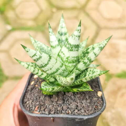 Сансевиерия ZEBRA