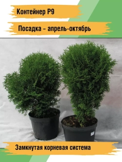 Туя саженец западная Хозери хвойные деревья