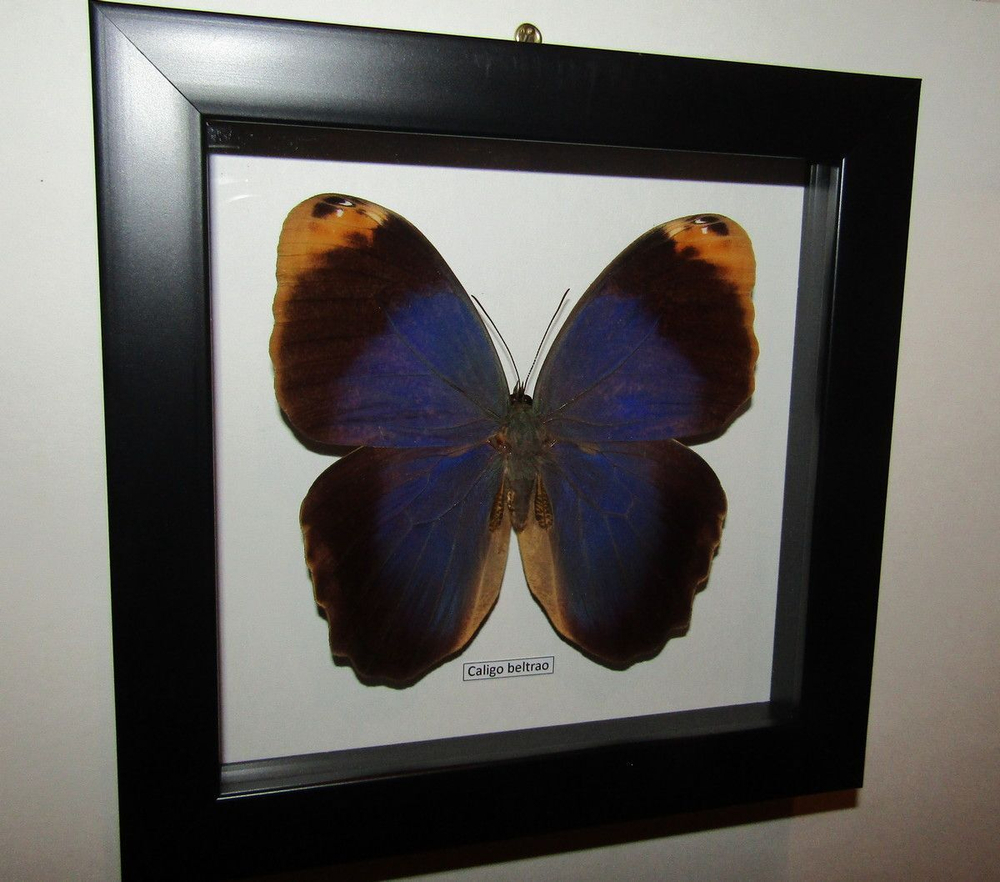 Бабочка Филин Caligo beltrao в рамке