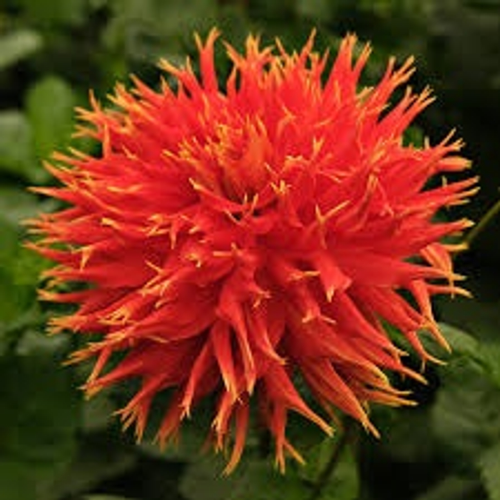 Георгин Шоу н телл (Show n tell)