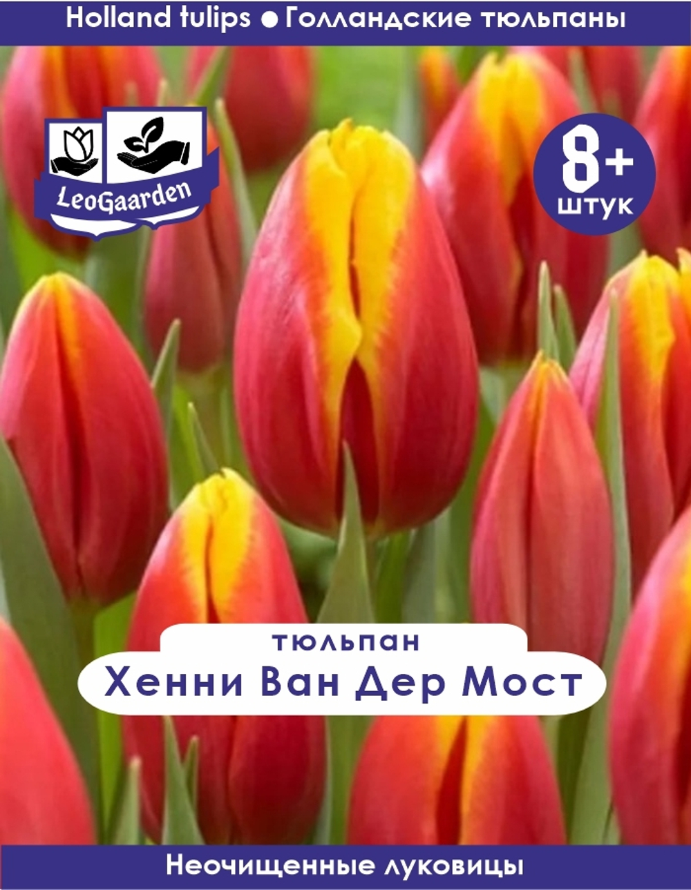 Тюльпан Луковица, Хенни Ван Дер Мост, 8+ шт