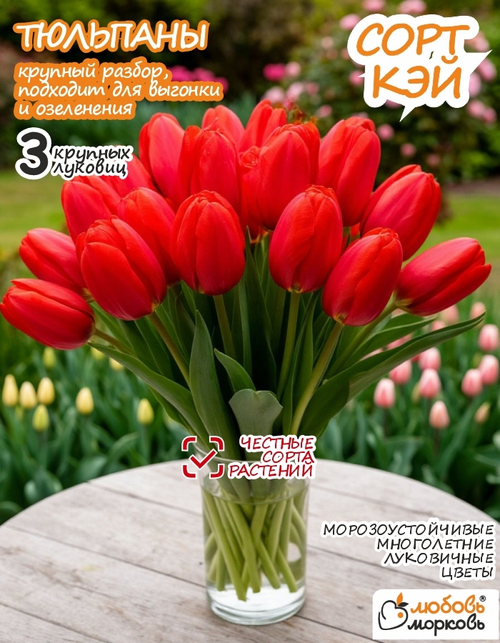 Тюльпан Луковица, Кэй 3 шт, крупные