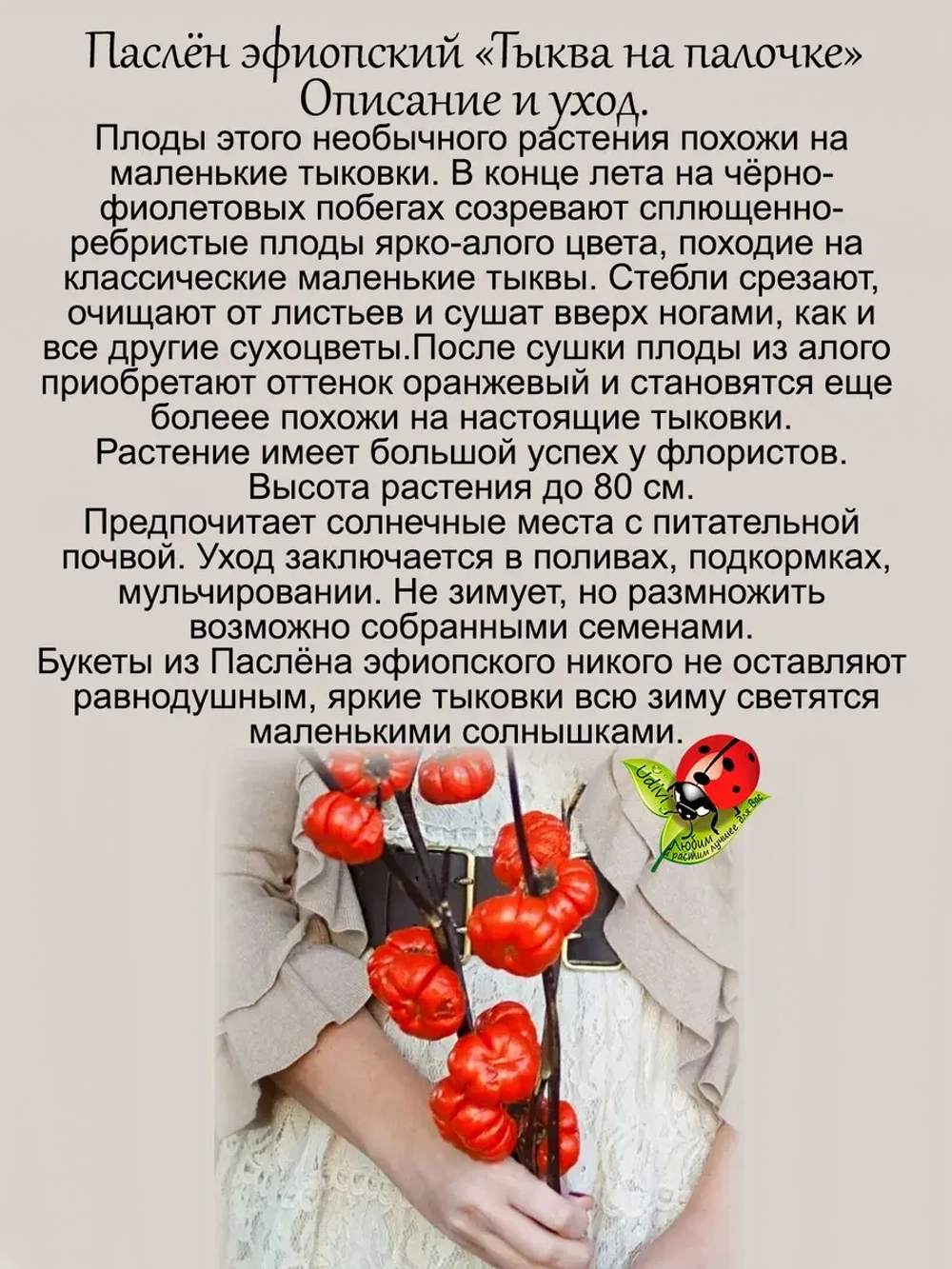 Паслён эфиопский "Тыква на палочке"