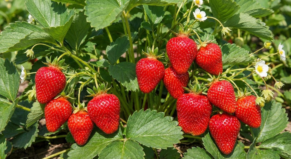 Рассада земляники садовой (клубники) «Прими» (Суперранняя, гигантская)