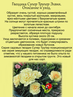 Гвоздика садовая Супер трупер Элвия