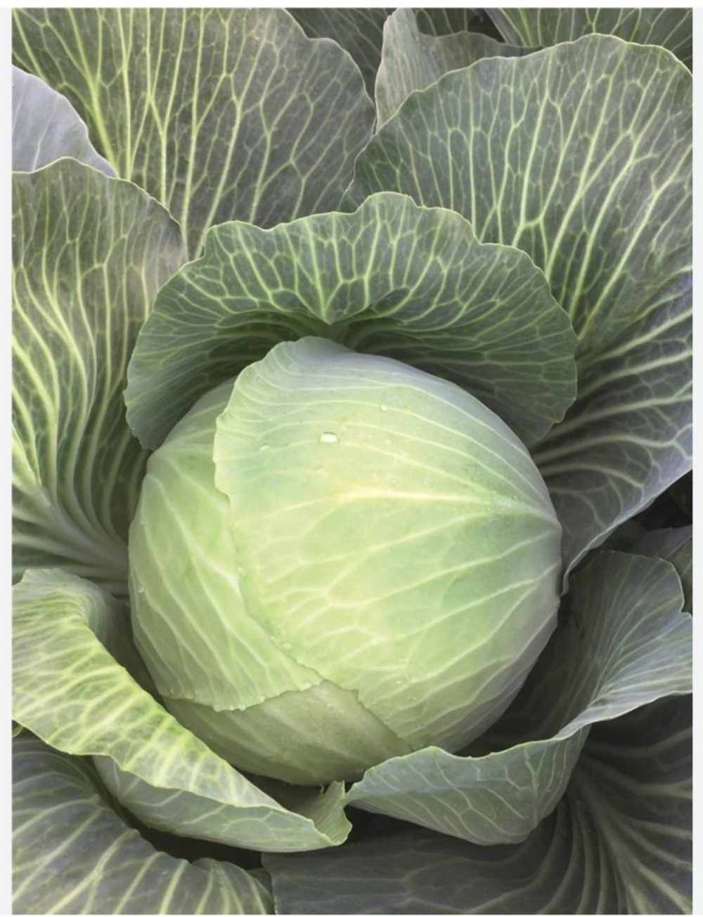 Капуста Пасифико F1 Pacifiko F1 2500 семян