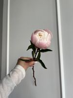 Пион в бело-розовом оттенке