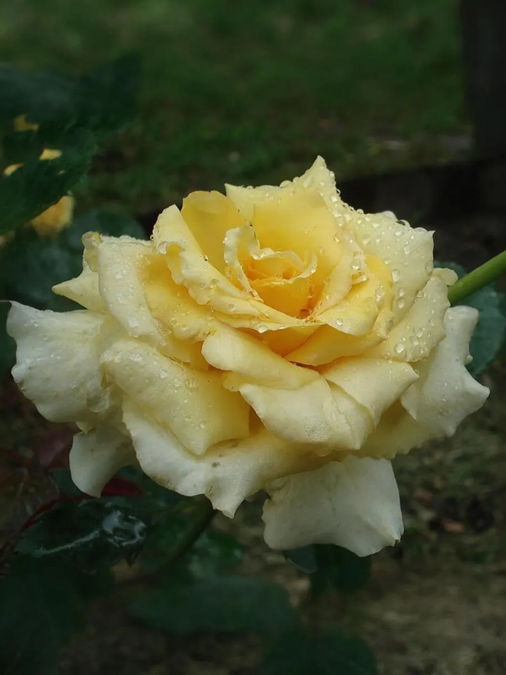 Роза плетистая Зоммергольд