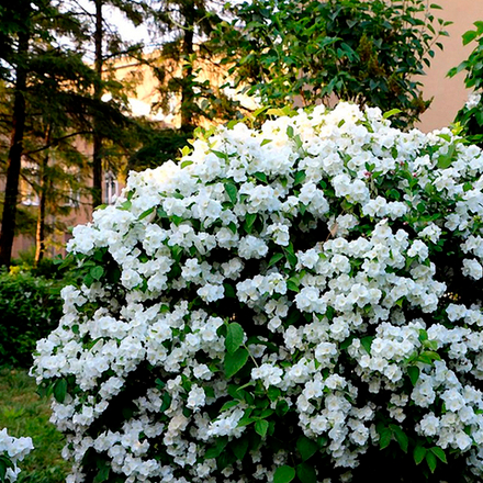 Чубушник Вирджинал (жасмин) ( Virginal)