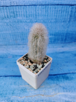 Austrocephalocereus dybowskii (Аустроцефалоцереус )