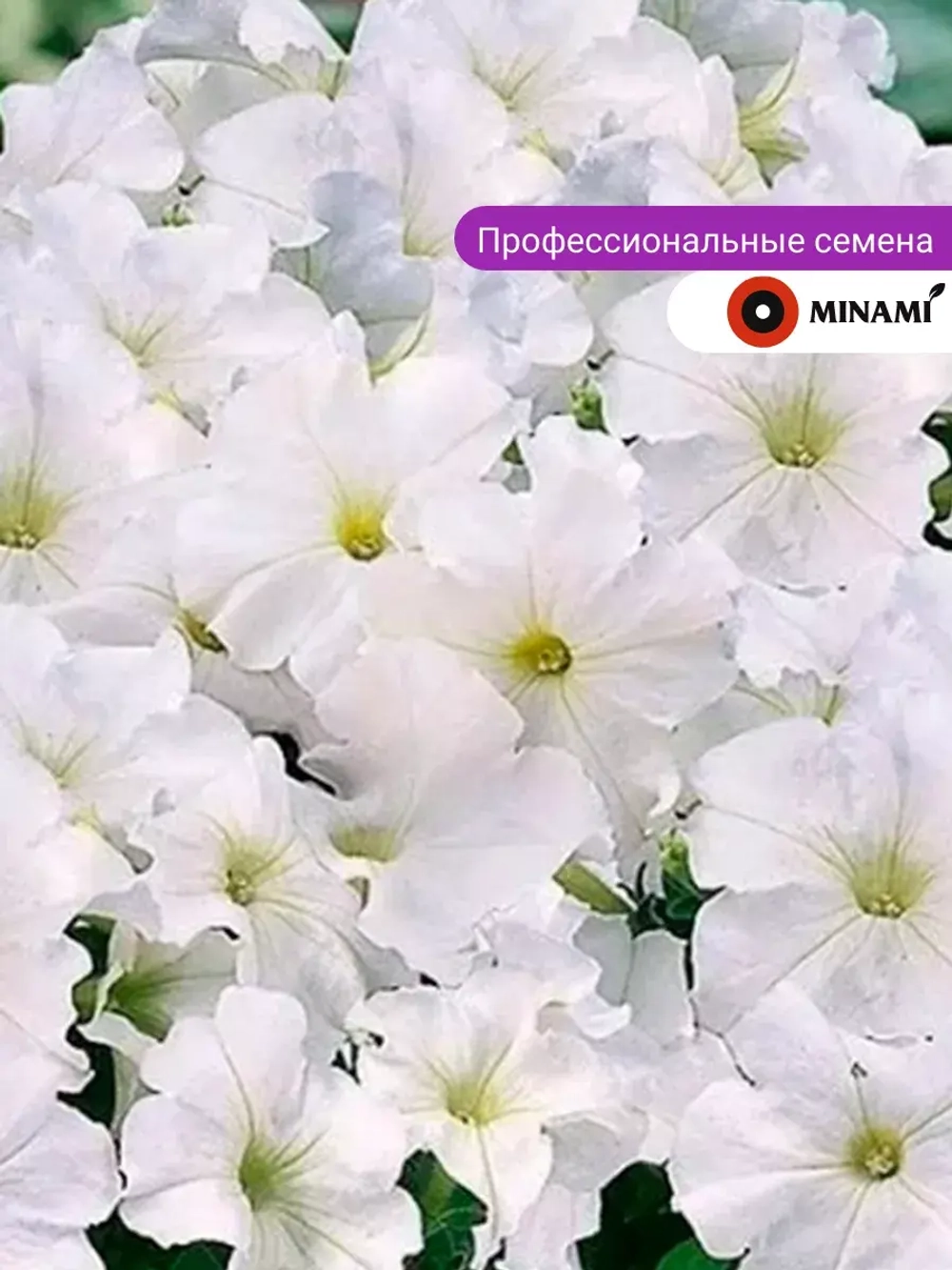 Петуния Мамбо F1 белая семена 30шт