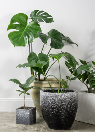 Аренда растений