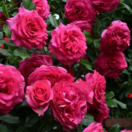 Маритим (Maritim)