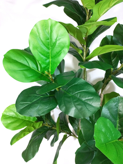 Искусственное растение разборное Фикус Лирата 180см в кашпо