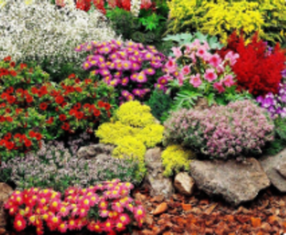 Многолетники