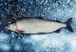 Рыба севера