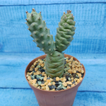 Tephrocactus Articulatus Diadematus (Тефрокактус)