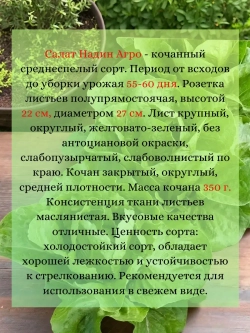 Салат семена "Надин Агро" 10 гр