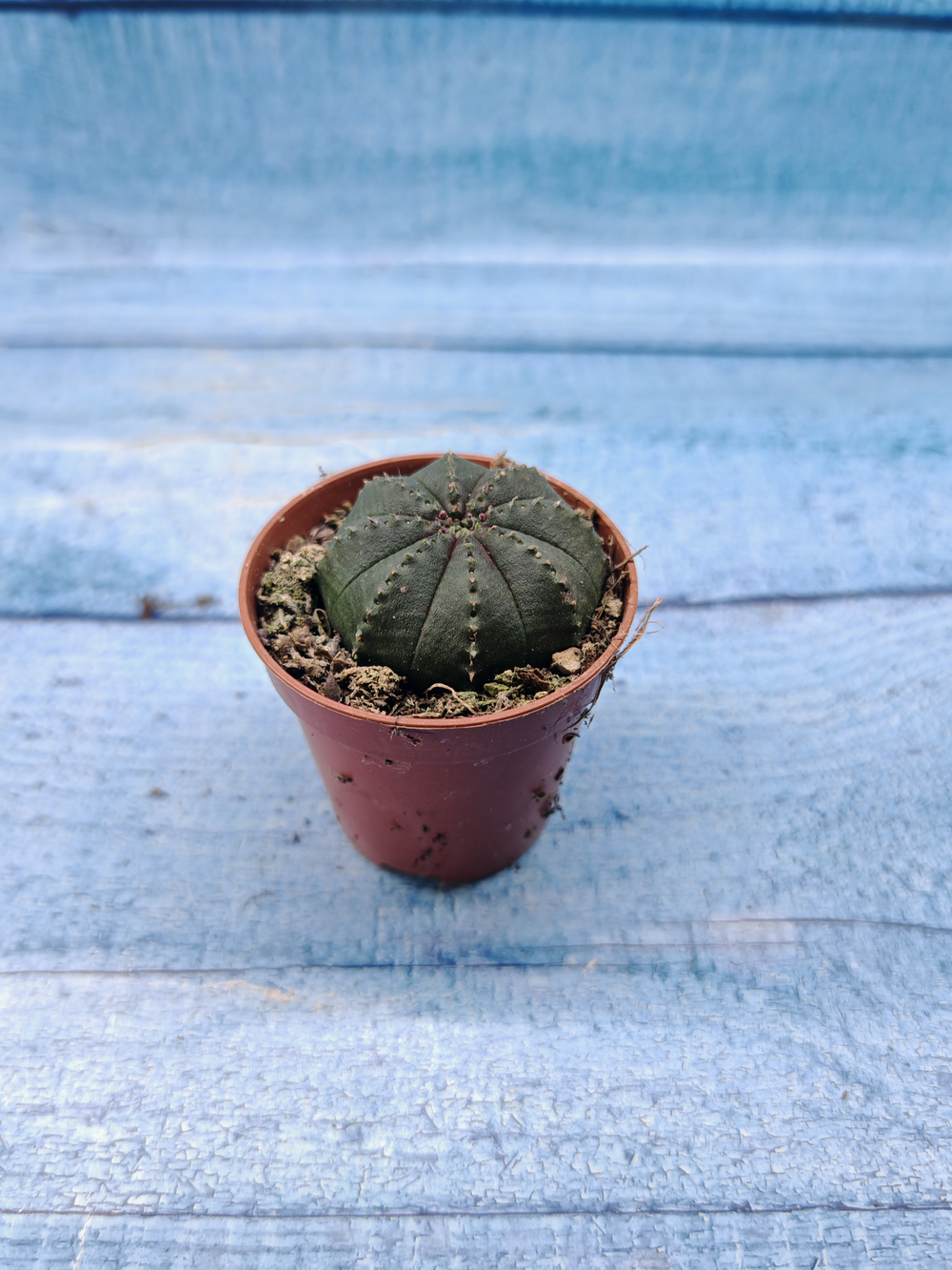 Euphoria Obesa (Эуфорбия)