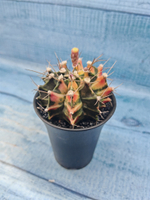 Gymnocalycium Variegata (Гимнокалициум Вариегатный)