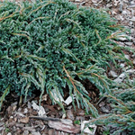 Можжевельник чешуйчатый Блу Спайдер