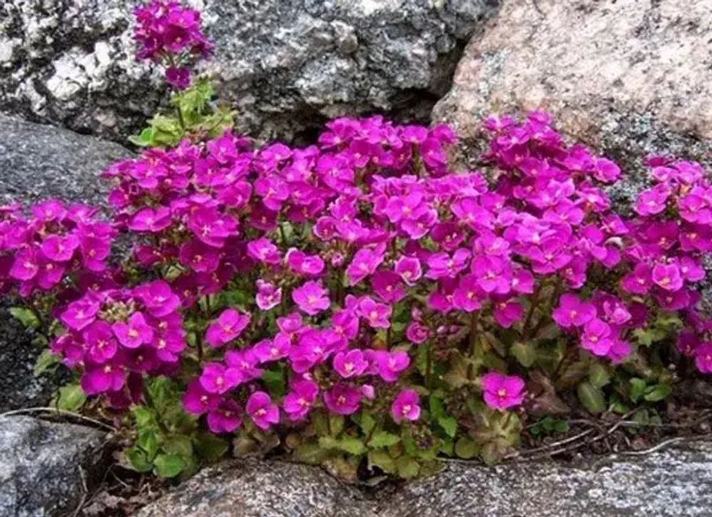 Арабис Кавказский Литл Треже Дип Роуз Р9 Закупка М36 получение май-июнь 2026