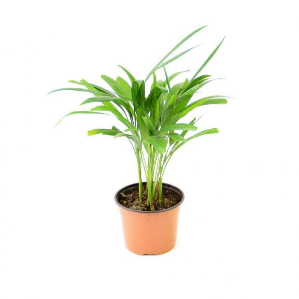 Хризалидокарпус