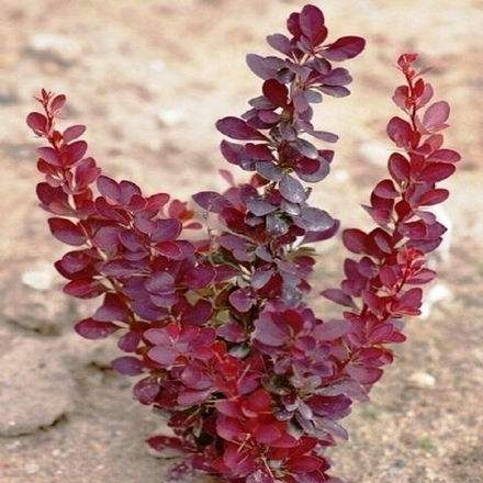 Барбарис Тунберга Ред Рокет С3 30-40