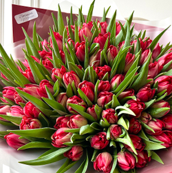 Букет из 101 красного пионовидного тюльпана