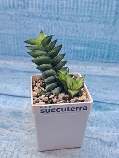 Astroloba Spiralis (Астролоба)