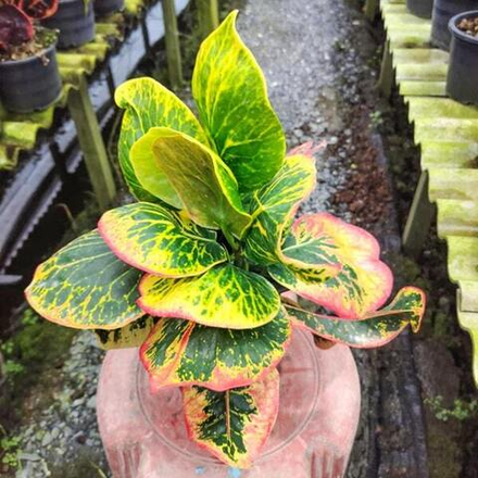 Кротон NGAM JAREN