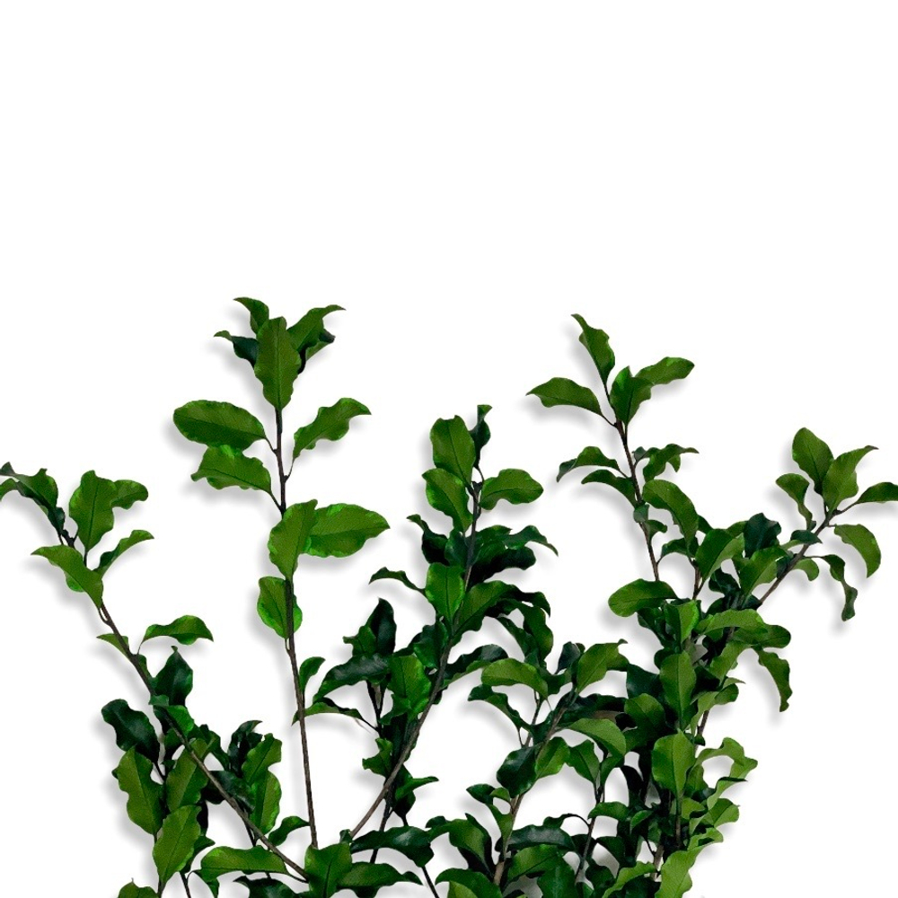 Питоспорум ветви зеленые