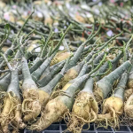 Адениум вариегатный WONDERFUL PINK