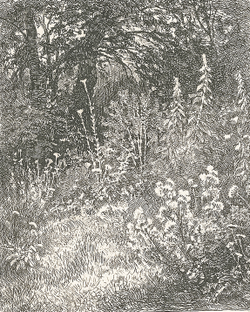 Шишкин И. И. Лесные цветы. Бумага, офорт. 1873.