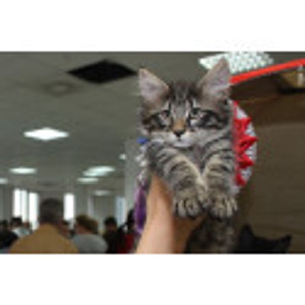 Тренируемся на кошечках