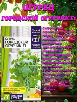 Урожай на окне от Семена Алтая: огурец Городской огурчик + томаты Золотце и Комнатный сибиряк