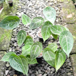 Антуриум FORGETII