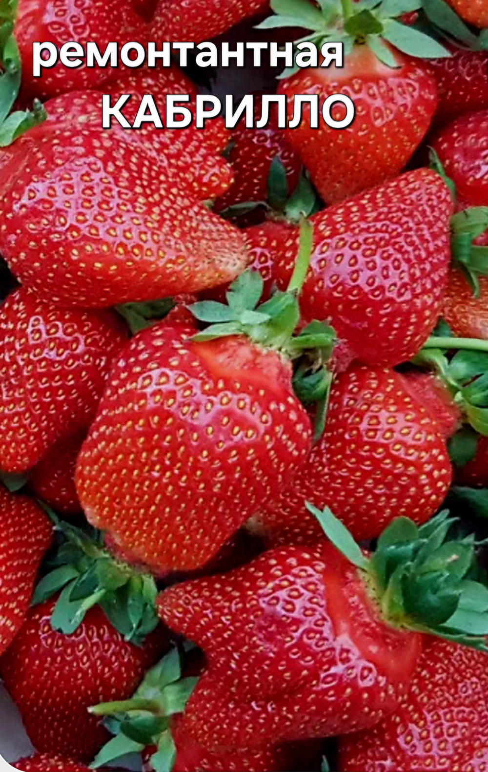 САЖЕНЦЫ РЕМОНТАНТНОЙ КЛУБНИКИ КАБРИЛЛО