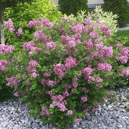 Сирень Мейера Палибин С2 20-25