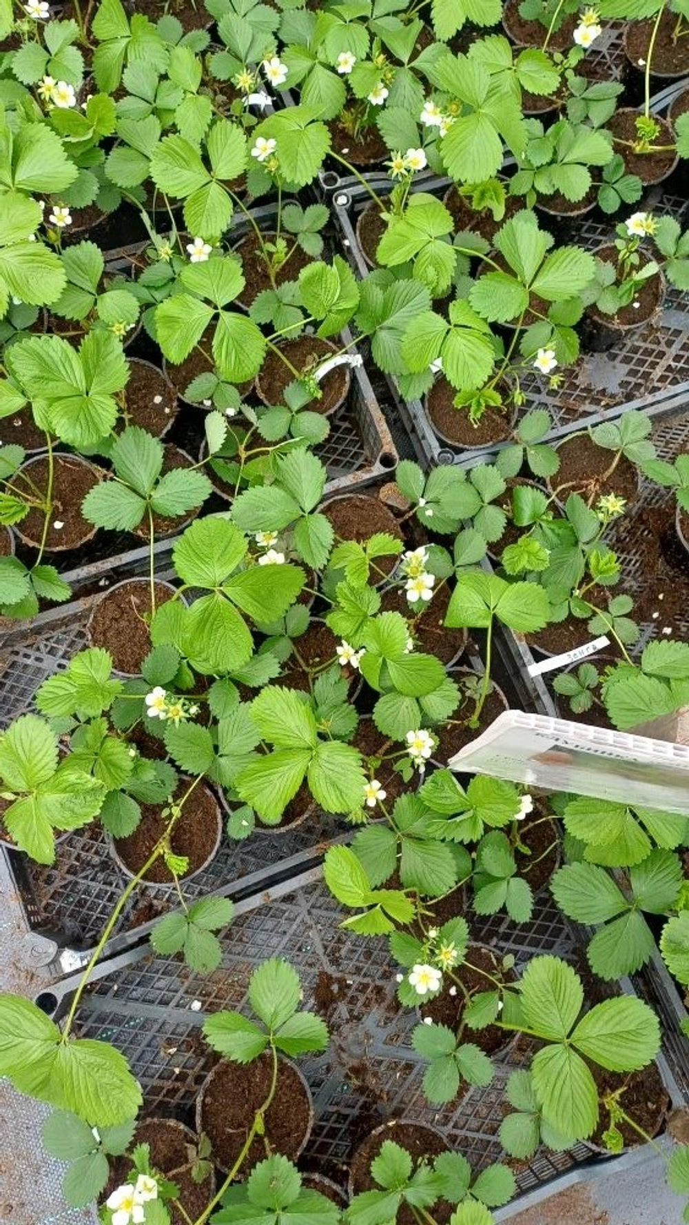 Клубника ремонтантная