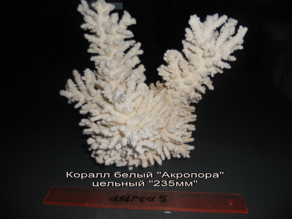 Коралл белый "Акропора""220-230мм" Цельный
