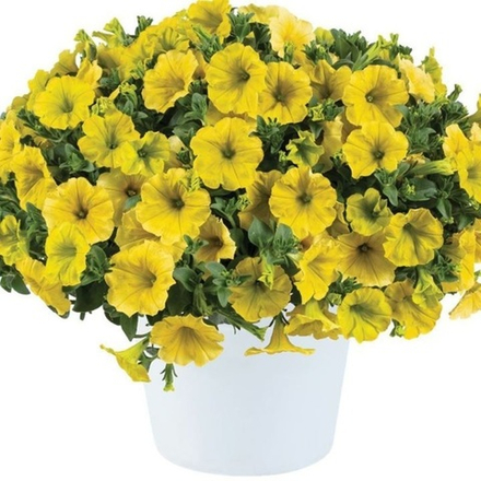 Петуния ампельная Capella Hello Yellow р9 1шт