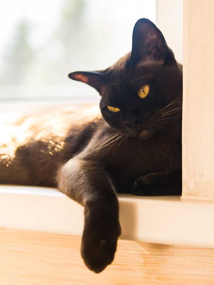 Бурманская кошка – восточная загадка с золотым сердцем