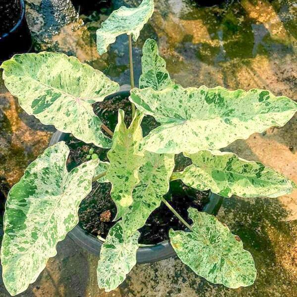 Колоказия PINK KINNAREE