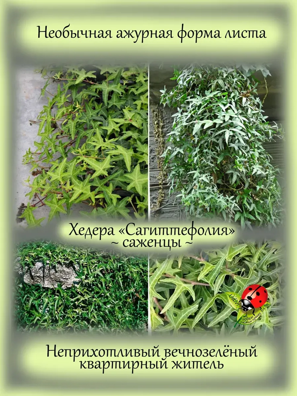 Хедера Сагиттефолия плющ