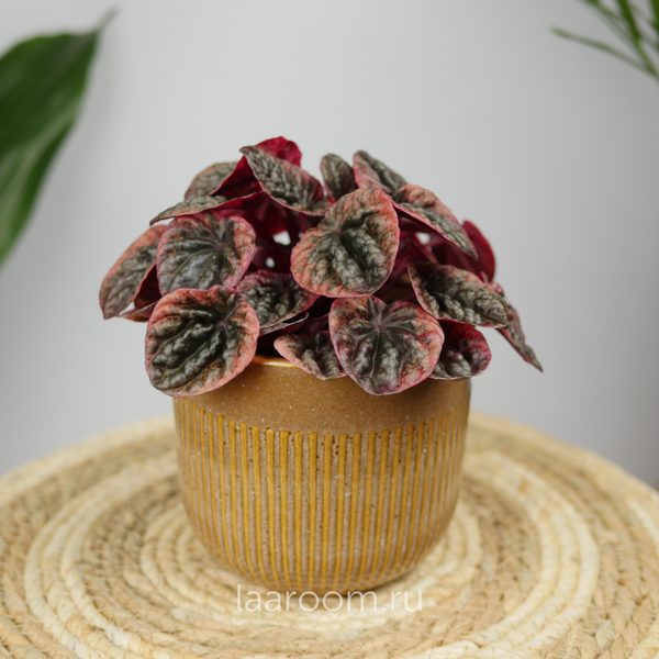 Пеперомия Абрикос 11/20