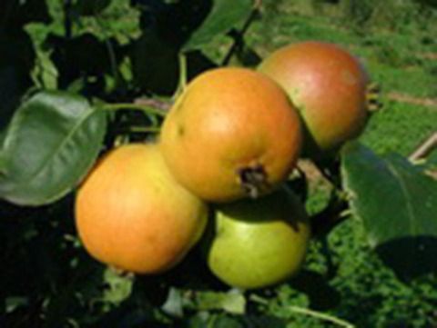 Груша Невеличка (Дюймовочка) (размер саженца 0,4 - 0,7 м.)