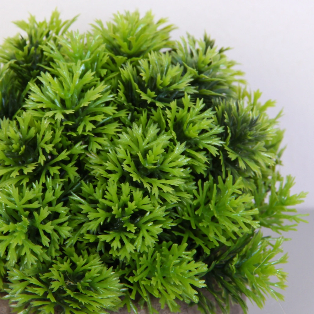 Цветочная композиция «Green garden» 10*12см в горшке, шишка