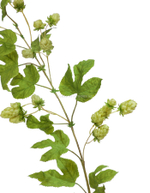 Хмель ветка светло-зелёная